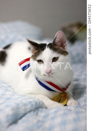 Japanese Bobtail cat wearing a gold medal around its neck Japanese Bobtail cat wearing a gold medal around its neck 104573652