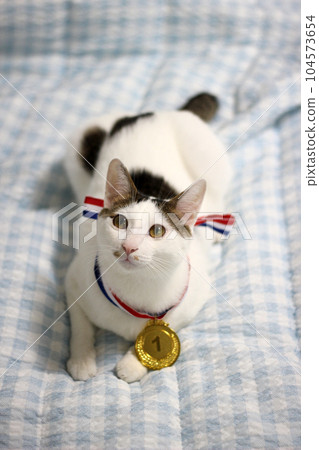 Japanese Bobtail cat wearing a gold medal around its neck Japanese Bobtail cat wearing a gold medal around its neck 104573654