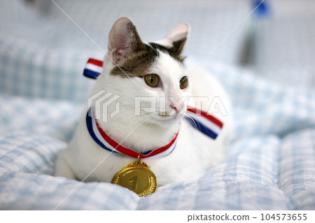 Japanese Bobtail cat wearing a gold medal around its neck Japanese Bobtail cat wearing a gold medal around its neck 104573655