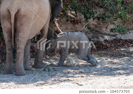 A Desert Elephant and her feeding calf in Namibia A Desert Elephant and her feeding calf in Namibia 104573705