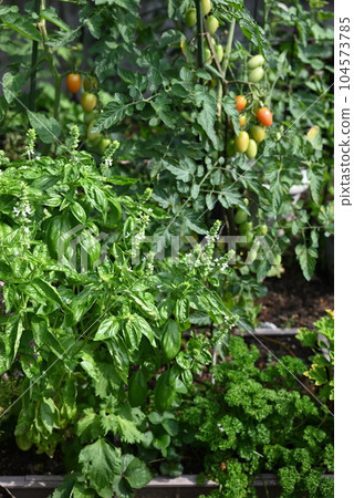 Potager: Flowers, vegetables, and herbs in a summer kitchen garden 104573785