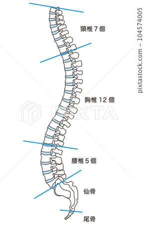 Anatomy of the spine Cervical vertebrae Thoracic vertebrae Lumbar vertebrae Lateral view 104574005