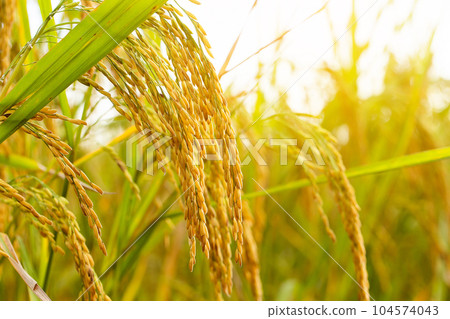 yellow green rice field 104574043