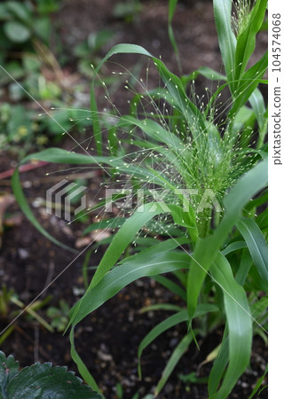 黍（Panicum），一種種植在地裡、帶有凸起穗的熏草 104574068