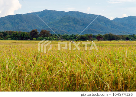 yellow green rice field 104574126