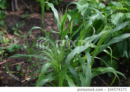 黍（Panicum），一種種植在地裡、帶有凸起穗的熏草 104574171