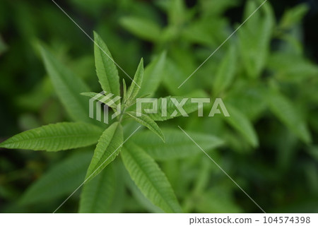 草本樹檸檬馬鞭草 草本樹檸檬馬鞭草 104574398