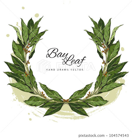 Hand drawn decorative wreath of bay leaves sketch style, vector illustration Hand drawn decorative wreath of bay leaves sketch style, vector illustration 104574543