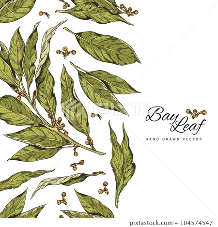 Set of hand drawn branch of bay leaf with corns, color vector realistic sketch illustration of bay laurel or laurus nobilis with lettering Set of hand drawn branch of bay leaf with corns, color vector realistic sketch illustration of bay laurel or laurus nobilis with lettering 104574547