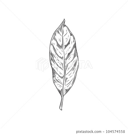 Hand drawn monochrome bay leaf sketch style, vector illustration 104574558
