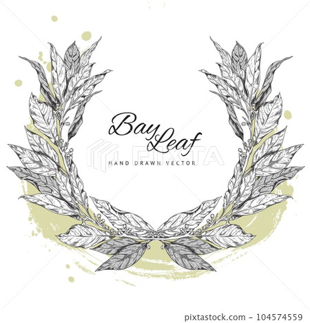 Detailed engraved branch of bay leaf with corns, pepper, vector hand drawn illustration, natural flavors logo concept 104574559