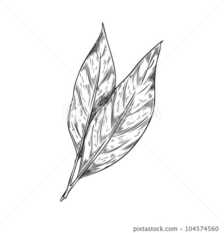 Hand drawn bay leaf plant, monochrome sketch vector illustration isolated on white background. 104574560