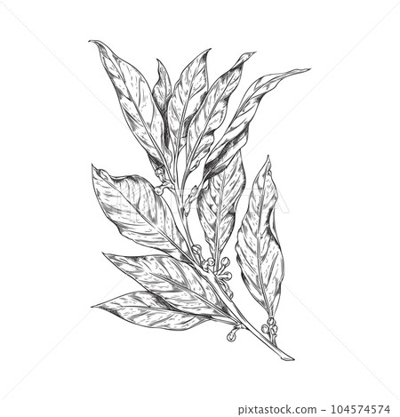Vector hand drawn isolated illustration of bay leaf branch with corns, pepper, engraved style seasoning laurel, spices, organic herbal 104574574