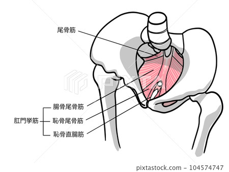 Illustration of pelvic floor muscles with letters viewed from the head side Illustration of pelvic floor muscles with letters viewed from the head side 104574747