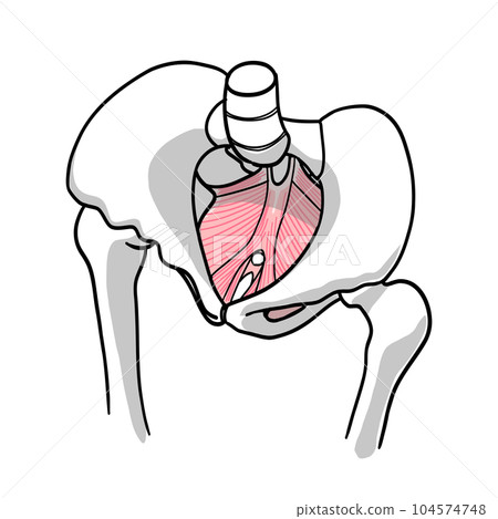 從頭側觀察的簡單骨盆底肌肉的圖示 104574748