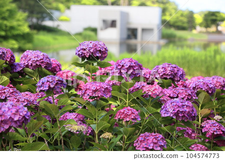 Summer Iimoriyama Park Hydrangea Summer Iimoriyama Park Hydrangea 104574773