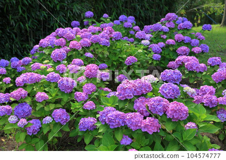 Summer Iimoriyama Park Hydrangea Summer Iimoriyama Park Hydrangea 104574777