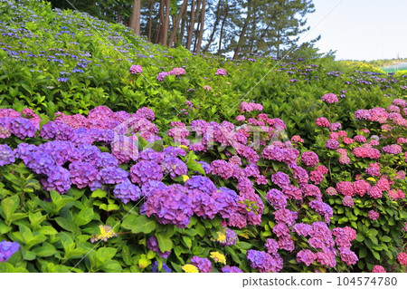 Summer Iimoriyama Park Hydrangea Summer Iimoriyama Park Hydrangea 104574780
