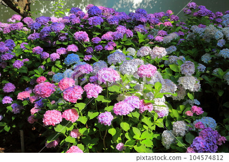 Summer Iimoriyama Park Hydrangea Summer Iimoriyama Park Hydrangea 104574812