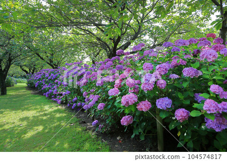 Summer Iimoriyama Park Hydrangea Summer Iimoriyama Park Hydrangea 104574817