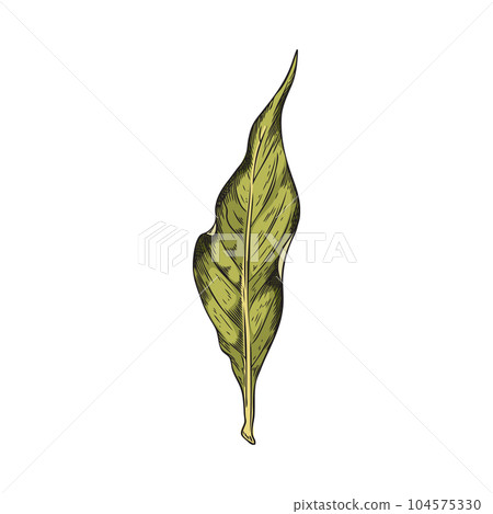 Hand drawn colorful bay leaf sketch style, vector illustration Hand drawn colorful bay leaf sketch style, vector illustration 104575330