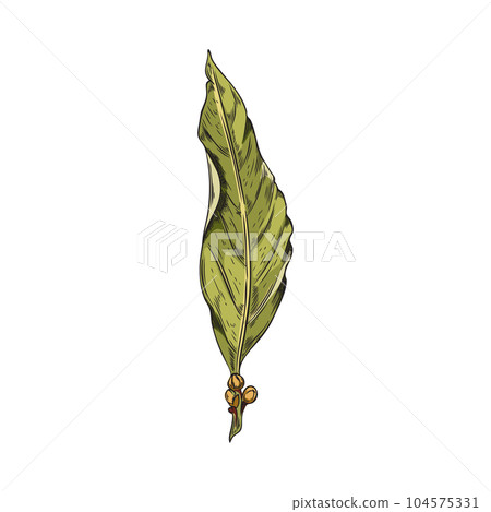 Hand drawn dry bay leaf with pepper, corns color isolated vector realistic sketch illustration of fragrant bay leave with pepper 104575331