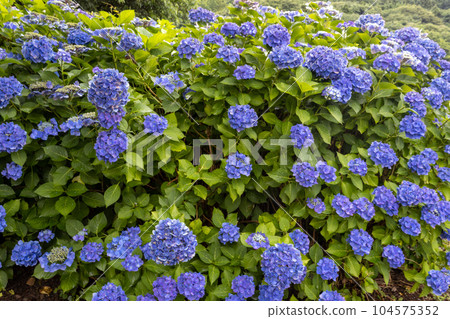 Hydrangea flowers in summer, Kanazawa, Japan. 104575352