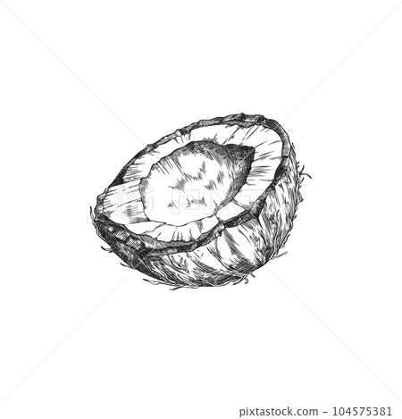 Cracked coconut half hand drawn sketch or etched vector illustration isolated. 104575381