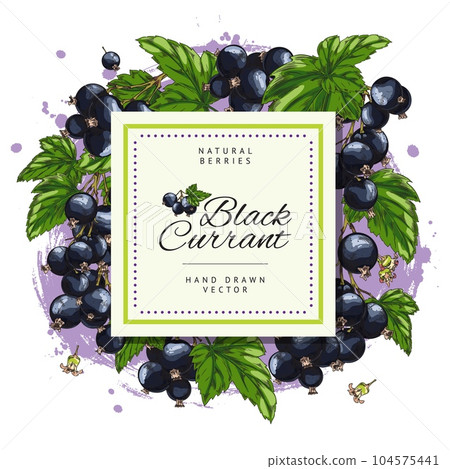 Squared frame with hand drawn colorful blackcurrant berries and leaves sketch style Squared frame with hand drawn colorful blackcurrant berries and leaves sketch style 104575441