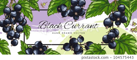 Black currant berries banner or food label design, sketch vector illustration. 104575443