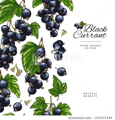 Seamless border with hand drawn blackcurrant berries and leaves sketch style 104575444