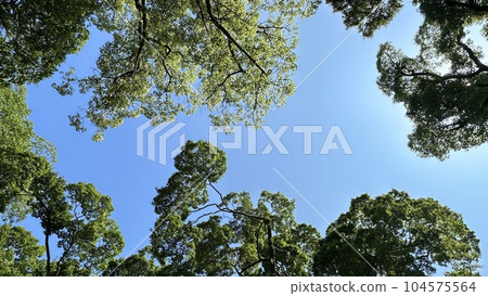 The blue sky of Kyoto Gyoen 104575564