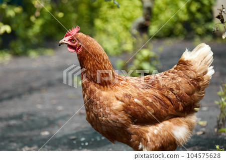 free range chicken in the summer day free range chicken in the summer day 104575628
