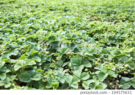 strawberries bloomed in the garden. Strawberry Plant. strawberries bloomed in the garden. Strawberry Plant. 104575631