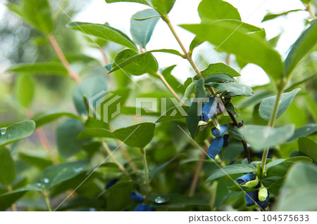 Blue ripe berries of honeysuckle on branch 104575633