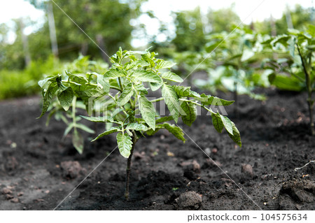 growing your tomato plants vegetables in garden 104575634