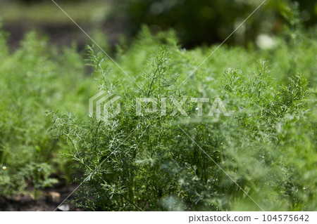 Fresh dill growing on the vegetable garden Fresh dill growing on the vegetable garden 104575642