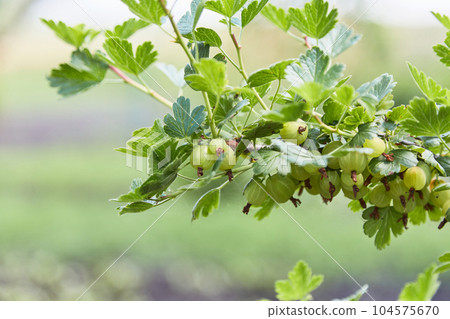 Fresh gooseberry bush in green summer garden Fresh gooseberry bush in green summer garden 104575670