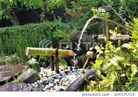 deer in the park 104575728