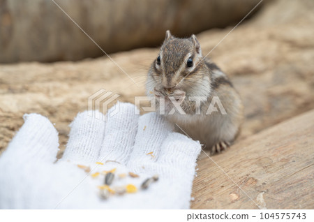 松鼠吃手邊的食物 松鼠吃手邊的食物 104575743