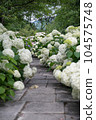 Road made by white hydrangeas 104575748