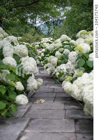 Road made by white hydrangeas Road made by white hydrangeas 104575748