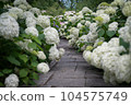 Road made by white hydrangeas 104575749