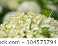 A frog showing its face from inside a hydrangea 104575794