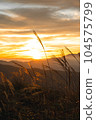 Japanese pampas grass shining golden in the morning sun 104575799