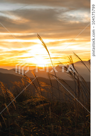 Japanese pampas grass shining golden in the morning sun Japanese pampas grass shining golden in the morning sun 104575799