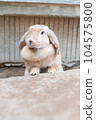 A rabbit putting a hand on a step 104575800