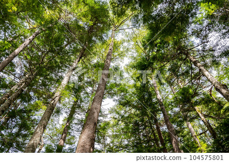 Fresh green in the image of eco Fresh green in the image of eco 104575801
