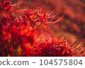 cluster amaryllis shining bright red 104575804
