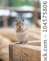 Chipmunk staring at you 104575806